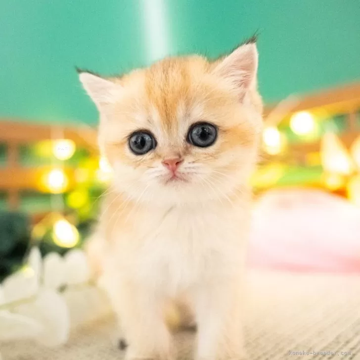 ID:2408-01103の子猫