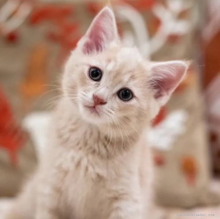 ID:2311-02496の子猫