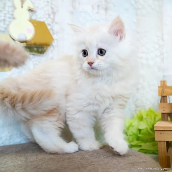 ID:2307-00385の子猫