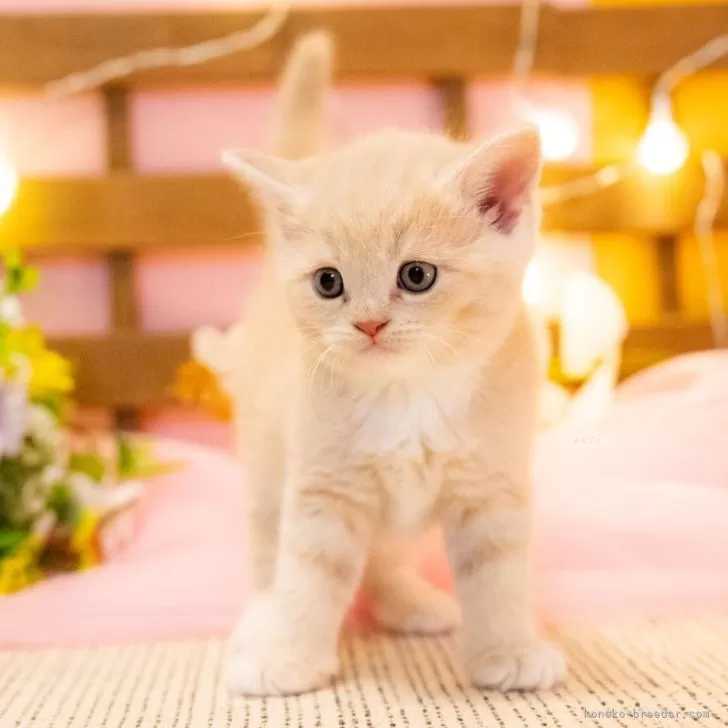 ID:2411-02719の子猫