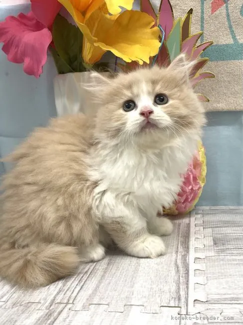 ID：2209-01206の子猫