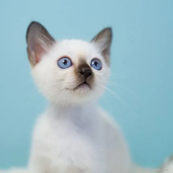 ID：2309-00811の子猫