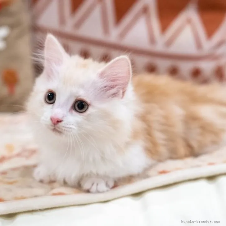 ID:2310-02212の子猫