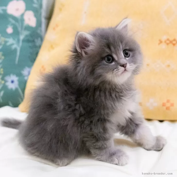 ID：2405-01793の子猫