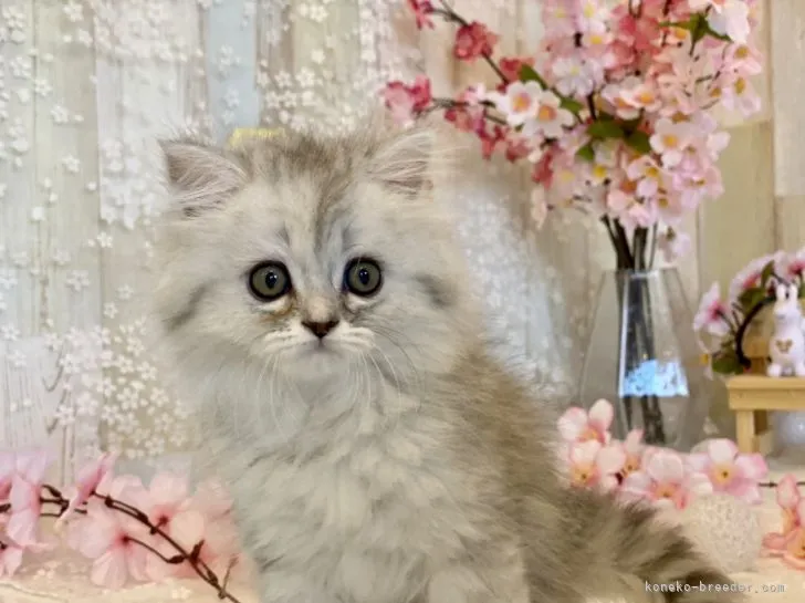 ID:2204-01481の子猫