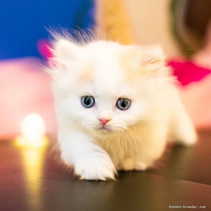 ID：2408-01661の子猫