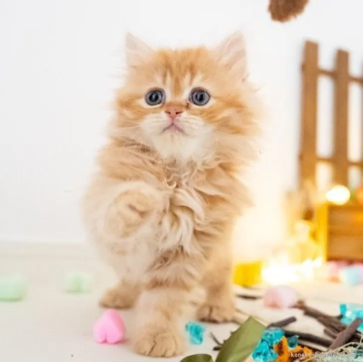 ID:2310-00874の子猫