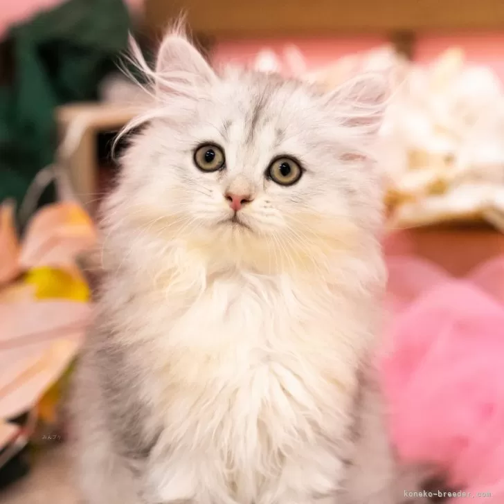 ID:2407-00708の子猫