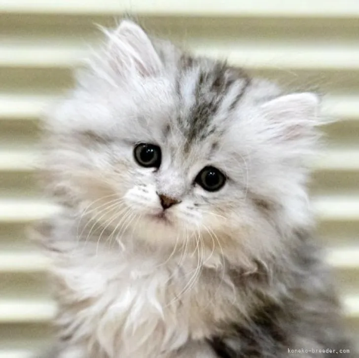 ID：2305-00228の子猫