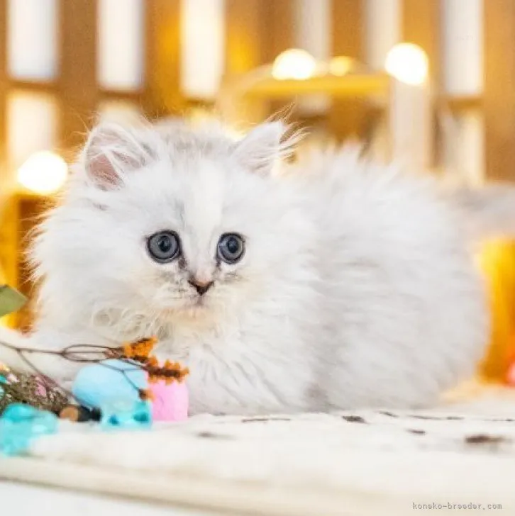 ID：2310-01455の子猫