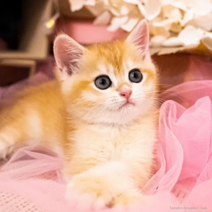 ID：2407-00216の子猫