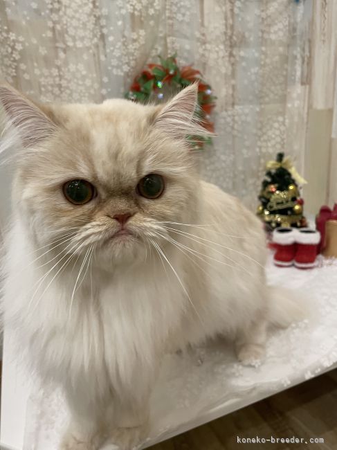 ミヌエット【・女の子・2020年7月21日・カメオタビーホワイト】