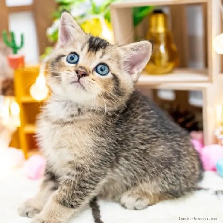 ID：2310-00240の子猫