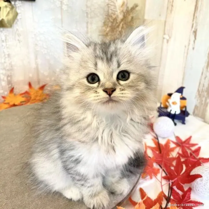 ID:2210-01526の子猫