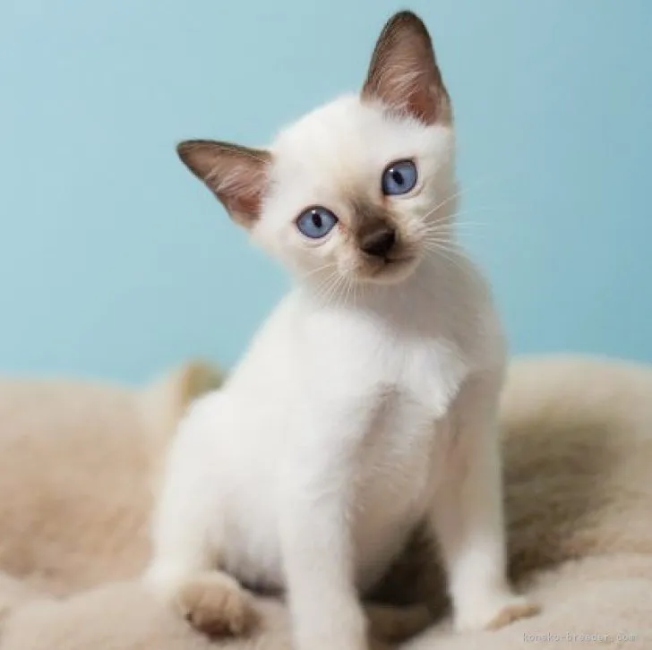 ID:2309-00815の子猫