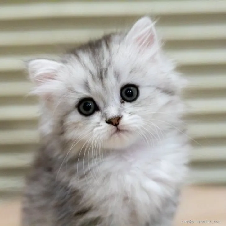 ID：2305-00226の子猫