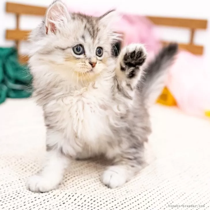ID:2406-02833の子猫
