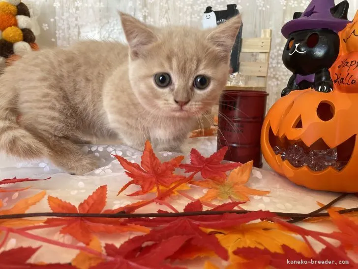 ID:2110-00818の子猫