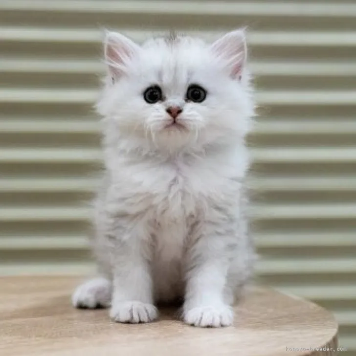 ID:2305-00153の子猫