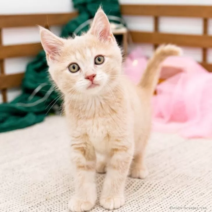 ID：2406-02924の子猫