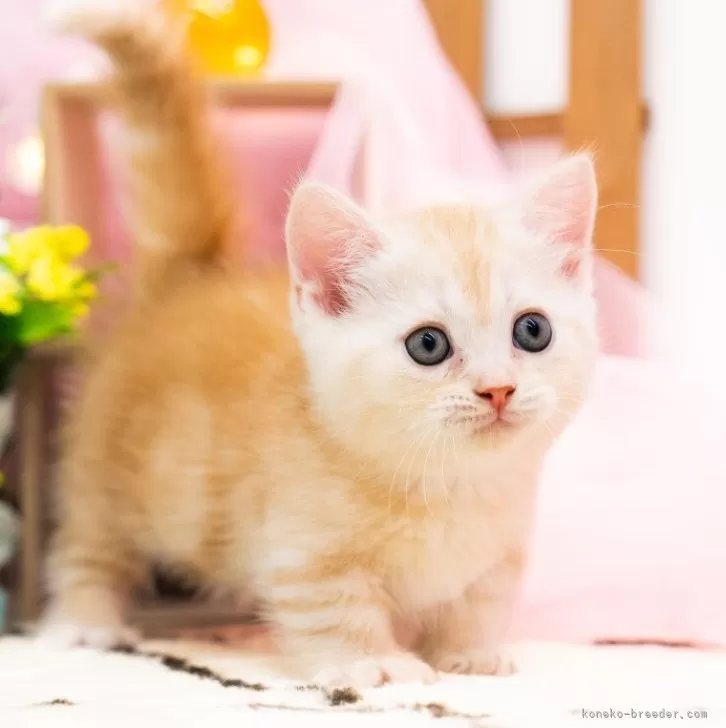 ID：2406-02663の子猫