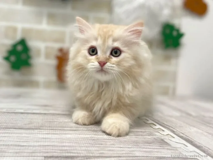 ID:2201-01085の子猫