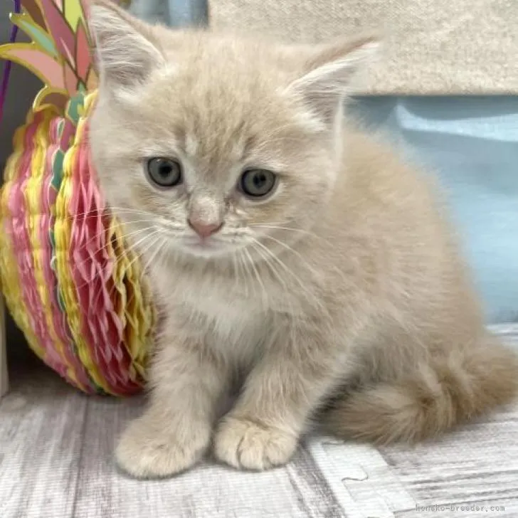 ID：2209-01151の子猫