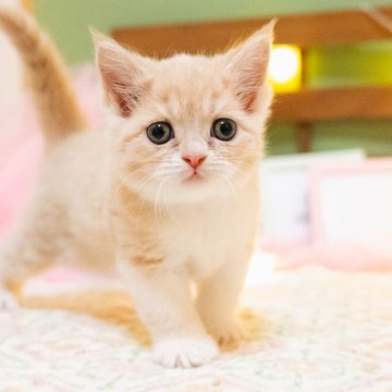 マンチカン(長足)【岐阜県・女の子・2024年10月9日・クリーム&ホワイト】の写真「グッドルッキングな美少女にゃんこです！」