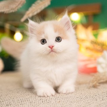ミヌエット(短足)【岐阜県・男の子・2024年7月9日・クリーム&ホワイト】の写真「ハチワレ、毛量抜群の最強可愛い男の子！」