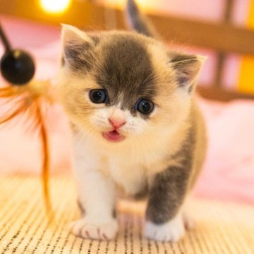 マンチカン【岐阜県・女の子・2024年11月5日・ダイリュートキャリコ】の写真「個性的なミケ柄。好奇心旺盛で元気な女の子♪」