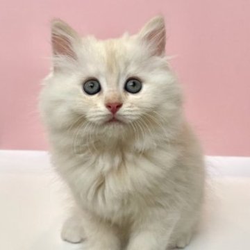 ミヌエット(長足)【岐阜県・男の子・2023年6月14日・カメオタビー】の写真「とっても甘えんぼさんな男の子」