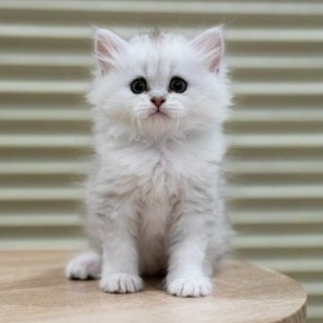 ミヌエット(長足)【岐阜県・男の子・2023年3月9日・チンチラシルバー】の写真「おっとりした性格のあまえんぼさん」