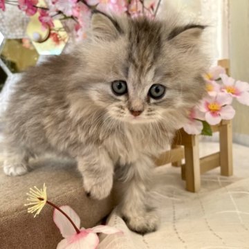 ミヌエット(長足)【岐阜県・女の子・2023年2月12日・シルバーパッチドタビー】の写真「ふわふわのロングとくっきりアイラインが可愛い子」
