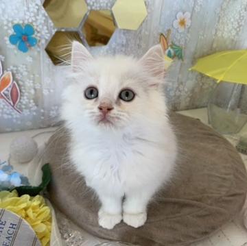 ミヌエット【岐阜県・男の子・2022年5月19日・カメオタビー（ロング）】の写真「甘えんぼの人間大好きな男の子です。」