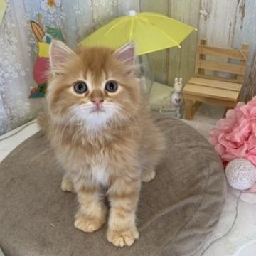 ミヌエット【岐阜県・男の子・2022年5月19日・レッドタビー（ロング）】の写真「元気いっぱいで遊ぶの大好きな男の子です♪」