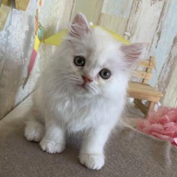 ミヌエット【岐阜県・男の子・2022年5月19日・カメオタビー（ロング）】の写真「お顔が可愛い甘えんぼさんな男の子です♪」