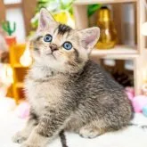 マンチカン(長足)【岐阜県・男の子・2023年8月17日・ブラウン】の写真1