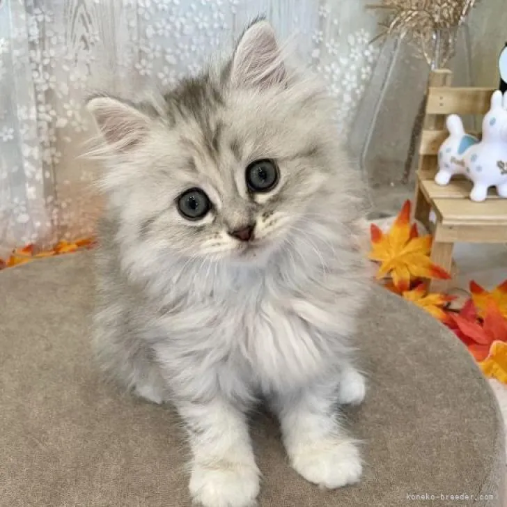 ID:2210-01183の子猫