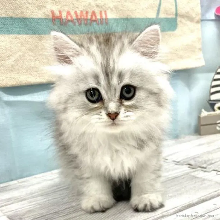 ID：2208-02559の子猫
