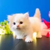 ミヌエット(短足)【岐阜県・男の子・2024年7月9日・クリーム&ホワイトバン】の写真4