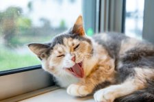 ブリティッシュショートヘア【・女の子・2022年12月11日・ブルーパッチドタビー&ホワイト】