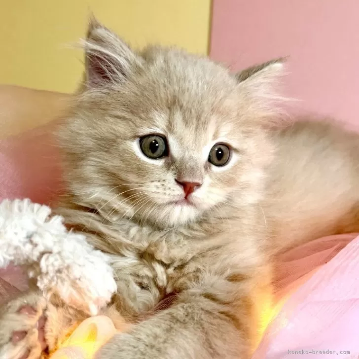ルークス 様のお迎えした子猫