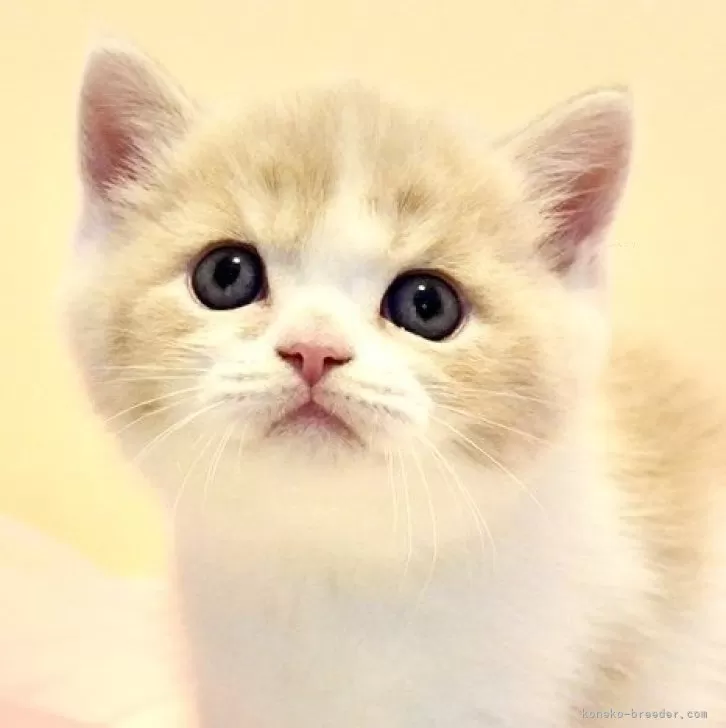 T.K 様のお迎えした子猫