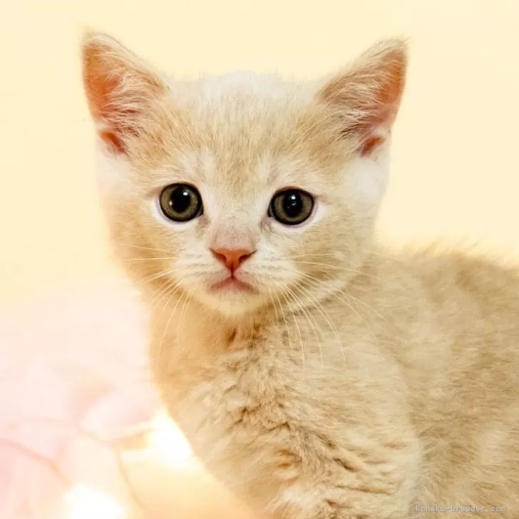 ID：2505-03156の子猫