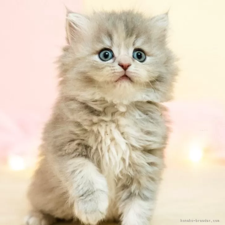 U 様のお迎えした子猫