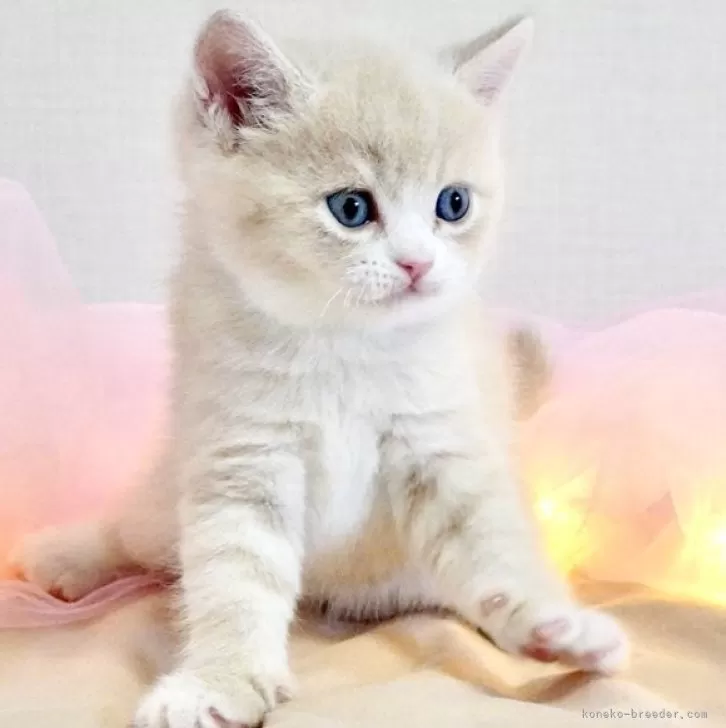 ID：2509-01588の子猫