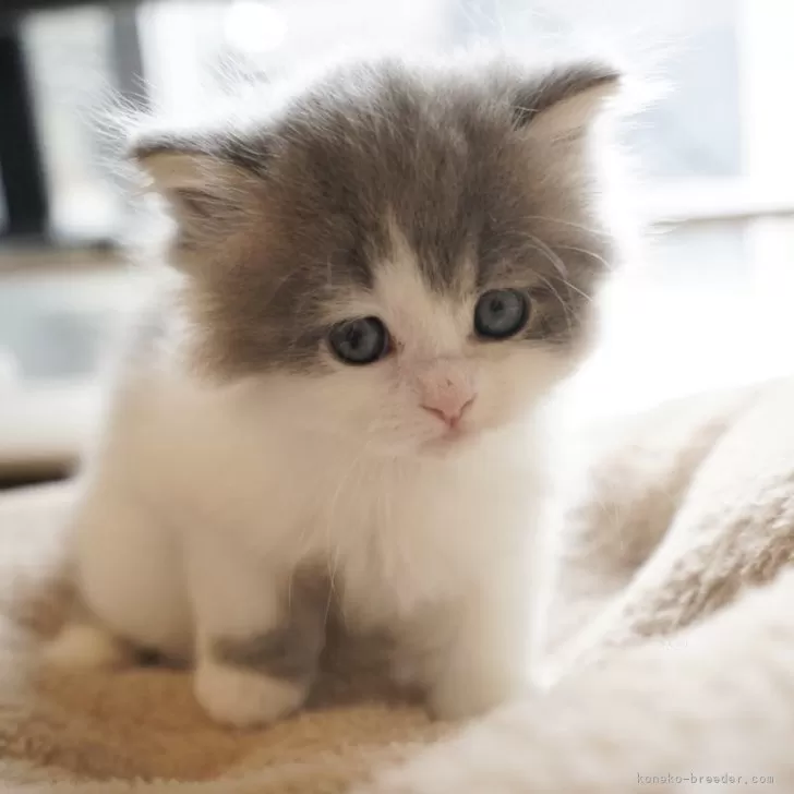 スコティッシュフォールド(立ち耳)【岐阜県・男の子・2025年9月23日・ブルータビー&amp;ホワイト】の写真1「ぬいぐるみみたい！とてとて歩くよ」