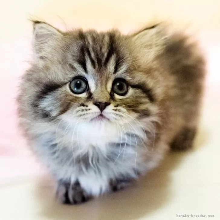 O.T 様のお迎えした子猫