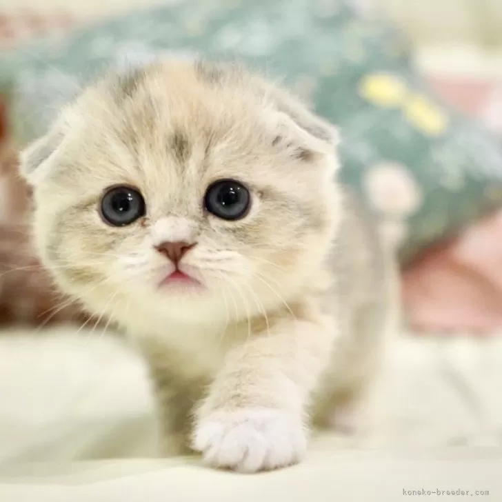 ID:2505-01204の子猫