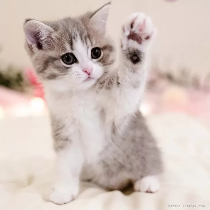 ID:2505-01206の子猫